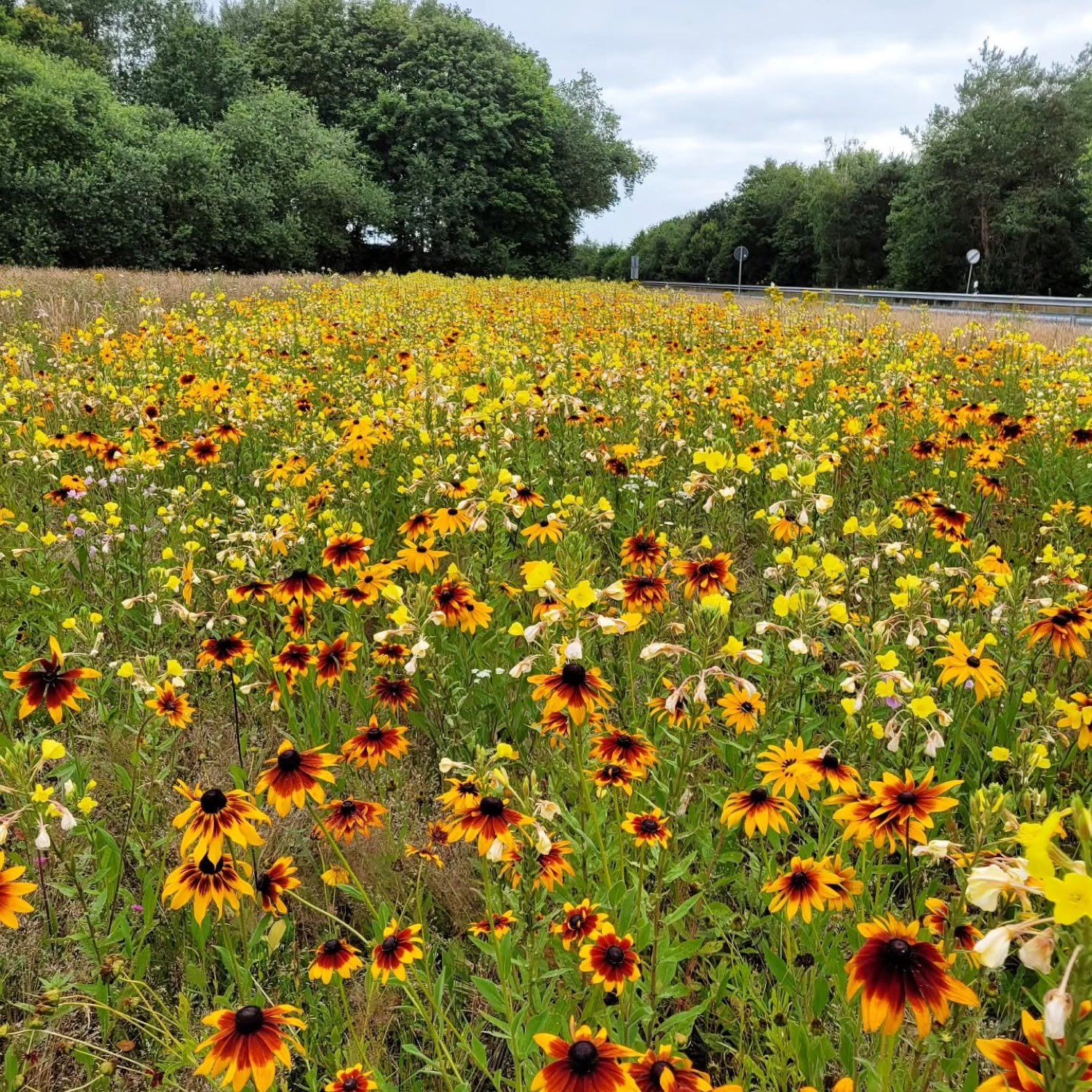 Leuchtend gelb-orange blühende Fläche mit Sonnenhüten entlang einer Straße